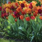 Tulip Triumph Brilliant Mix Bulbs 5 Bulbs Fresh Indoor Outdoor Garden
