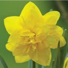 Narcissus Golden Ducat Bulbs 5 Bulbs Fresh Indoor Outdoor Garden