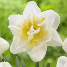 Narcissus White Lion Bulbs 5 Bulbs Fresh Indoor Outdoor Garden