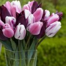 Tulip Triumph Amore Mix Bulbs 5 Bulbs Fresh Indoor Outdoor Garden