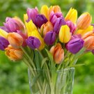 Tulip Triumph Bright Mix Bulbs 5 Bulbs Fresh Indoor Outdoor Garden