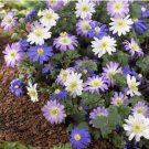 Anemone Blanda Mix Corms 10 Corms Fresh Indoor Outdoor Garden