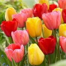 Tulip Sunset Mix Bulbs 5 Bulbs Fresh Indoor Outdoor Garden