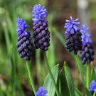 Muscari Latifolium Bulbs 10 Bulbs Fresh Indoor Outdoor Garden