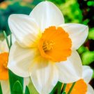 Narcissus Sempre Avanti Bulbs 5 Bulbs Fresh Indoor Outdoor Garden
