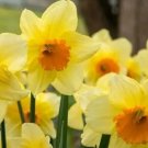 Narcissus Fortune Bulbs 5 Bulbs Fresh Indoor Outdoor Garden