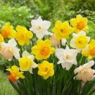 Narcissus Big Blooming Mix Bulbs 5 Bulbs Fresh Indoor Outdoor Garden