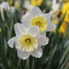 Narcissus Ice Follies Bulbs 5 Bulbs Fresh Indoor Outdoor Garden