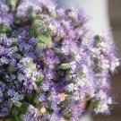 200 Phacelia Seeds Fresh Indoor Outdoor Garden
