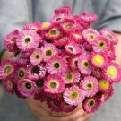40 Helipterum Pierrot Red Paper Daisy Seeds Fresh Indoor Outdoor Garden