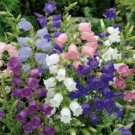 50 Campanula Calycanthum Cup & Saucer Mix Seeds Fresh Indoor Outdoor Garden
