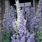 50 Campanula Pyramidalis Mix Seeds Fresh Indoor Outdoor Garden