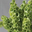 40 Bells Of Ireland Seeds Fresh Indoor Outdoor Garden