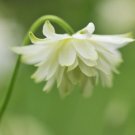 35 Columbine Lime Sorbet Seeds Fresh Indoor Outdoor Garden