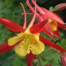 50 Columbine Koralle Seeds Fresh Indoor Outdoor Garden