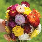 100 Strawflower Sultane Mix Seeds Fresh Indoor Outdoor Garden