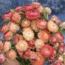 100 Strawflower Apricot/Peach Mix Seeds Fresh Indoor Outdoor Garden