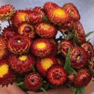 100 Strawflower Copper Red Seeds Fresh Indoor Outdoor Garden