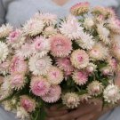 100 Strawflower Silvery Rose Seeds Fresh Indoor Outdoor Garden