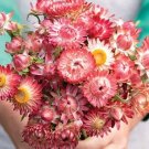 100 Strawflower King Raspberry Seeds Fresh Indoor Outdoor Garden