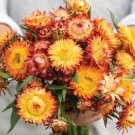 100 Strawflower King Orange Seeds Fresh Indoor Outdoor Garden