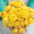 100 Strawflower King Gold Seeds Fresh Indoor Outdoor Garden