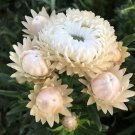 100 Strawflower Vintage White Seeds Fresh Indoor Outdoor Garden