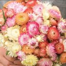 100 Strawflower Seashells Mix Seeds Fresh Indoor Outdoor Garden