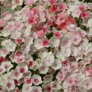 40 Phlox Blushing Bride Seeds Fresh Indoor Outdoor Garden