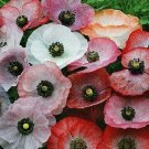 50 Mother Of Pearl Poppy Seeds Fresh Indoor Outdoor Garden