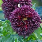40 Black Swan Poppy Seeds Fresh Indoor Outdoor Garden
