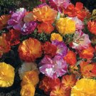 50 California Poppy Jelly Beans Mix Seeds Fresh Indoor Outdoor Garden