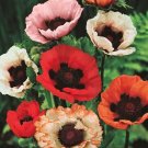 50 Giant Hybrids Orientale Poppy Seeds Fresh Indoor Outdoor Garden