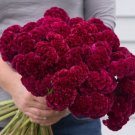 30 Celosia Cramers Burgundy Seeds Fresh Indoor Outdoor Garden