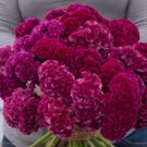 30 Celosia Cramers Rose Seeds Fresh Indoor Outdoor Garden