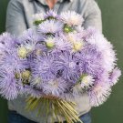 25 Aster Hazaster Hagan Light Blue Seeds Fresh Indoor Outdoor Garden