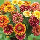 40 Zinnia Jazzy Mix Seeds Fresh Indoor Outdoor Garden