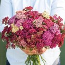 40 Yarrow Flowerburst Red Shades Seeds Fresh Indoor Outdoor Garden