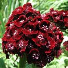 30 Sweet William Black Adder Seeds Fresh Indoor Outdoor Garden