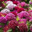 75 Sweet William Super Duplex Mix Seeds Fresh Indoor Outdoor Garden