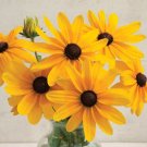 50 Rudbeckia Indian Summer Seeds Fresh Indoor Outdoor Garden