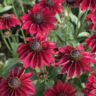 30 Rudbeckia Cherry Brandy Seeds Fresh Indoor Outdoor Garden