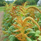 100 Amaranth Autumns Touch Seeds Fresh Indoor Outdoor Garden