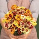 50 Zinnia Persian Carpet Mix Seeds Fresh Indoor Outdoor Garden