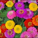 50 Zinnia Button Box Mix Seeds Fresh Indoor Outdoor Garden