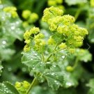 75 Ladys Mantle Irish Silk Seeds Fresh Indoor Outdoor Garden