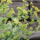 40 Bupleurum Green Gold Seeds Fresh Indoor Outdoor Garden