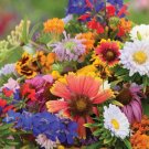 500 Butterfly And Hummingbird Mix Flower Seeds Fresh Indoor Outdoor Garden 500 Butterfly And Hummingbird Mix Flower Seeds Fresh Indoor Outdoor Garden
