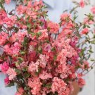 50 Clarkia Salmon Seeds Fresh Indoor Outdoor Garden
