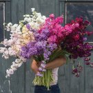 35 Katz Stock Mix Seeds Fresh Indoor Outdoor Garden